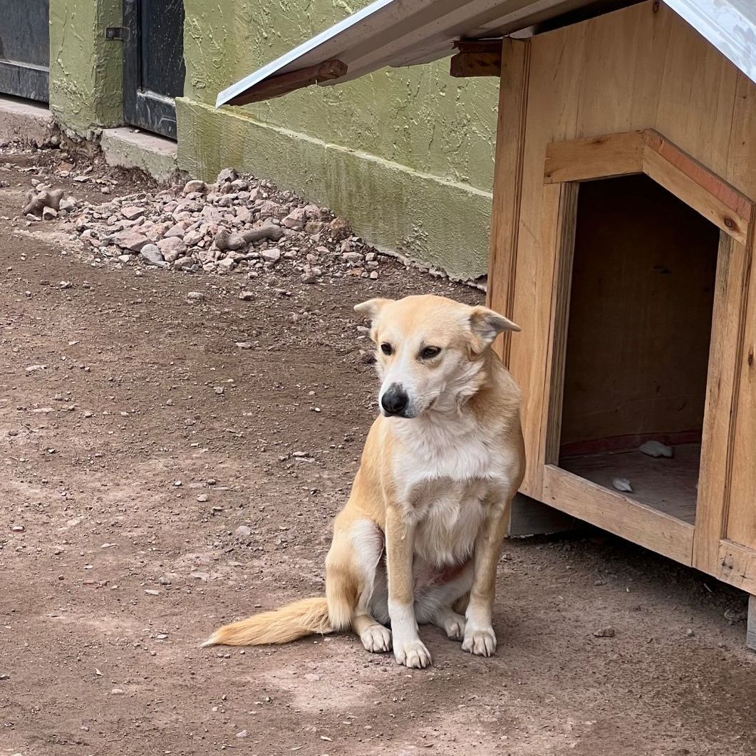 Flavia, Adult Female Labrador Retriever