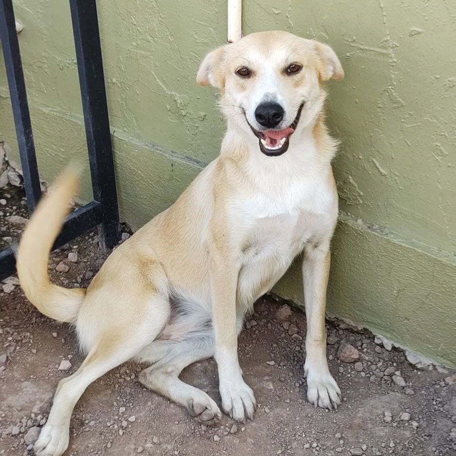 Enlarge Flavia, a Adoptable Labrador Retriever in Nogales , AZ image 2/6