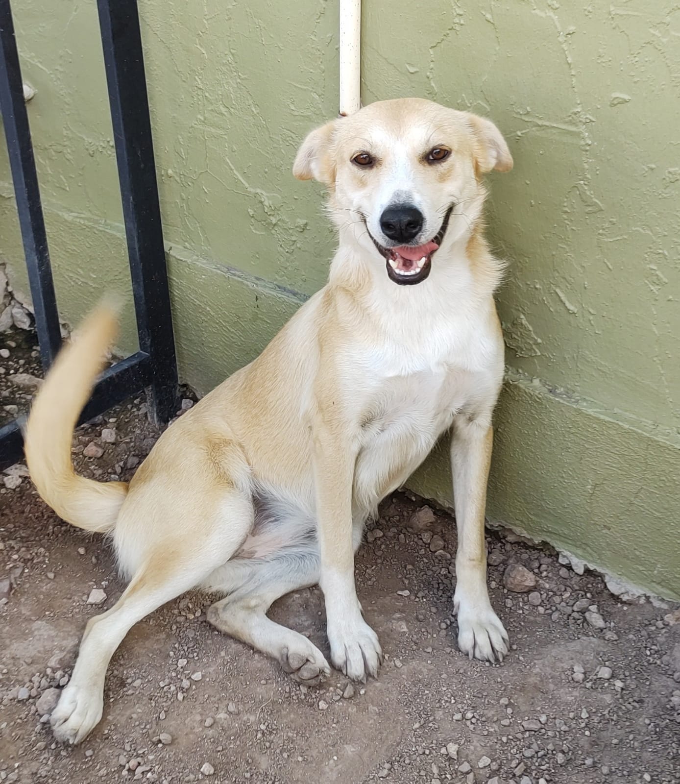 Enlarge Flavia, a Adoptable Labrador Retriever in Nogales , AZ image 3/6