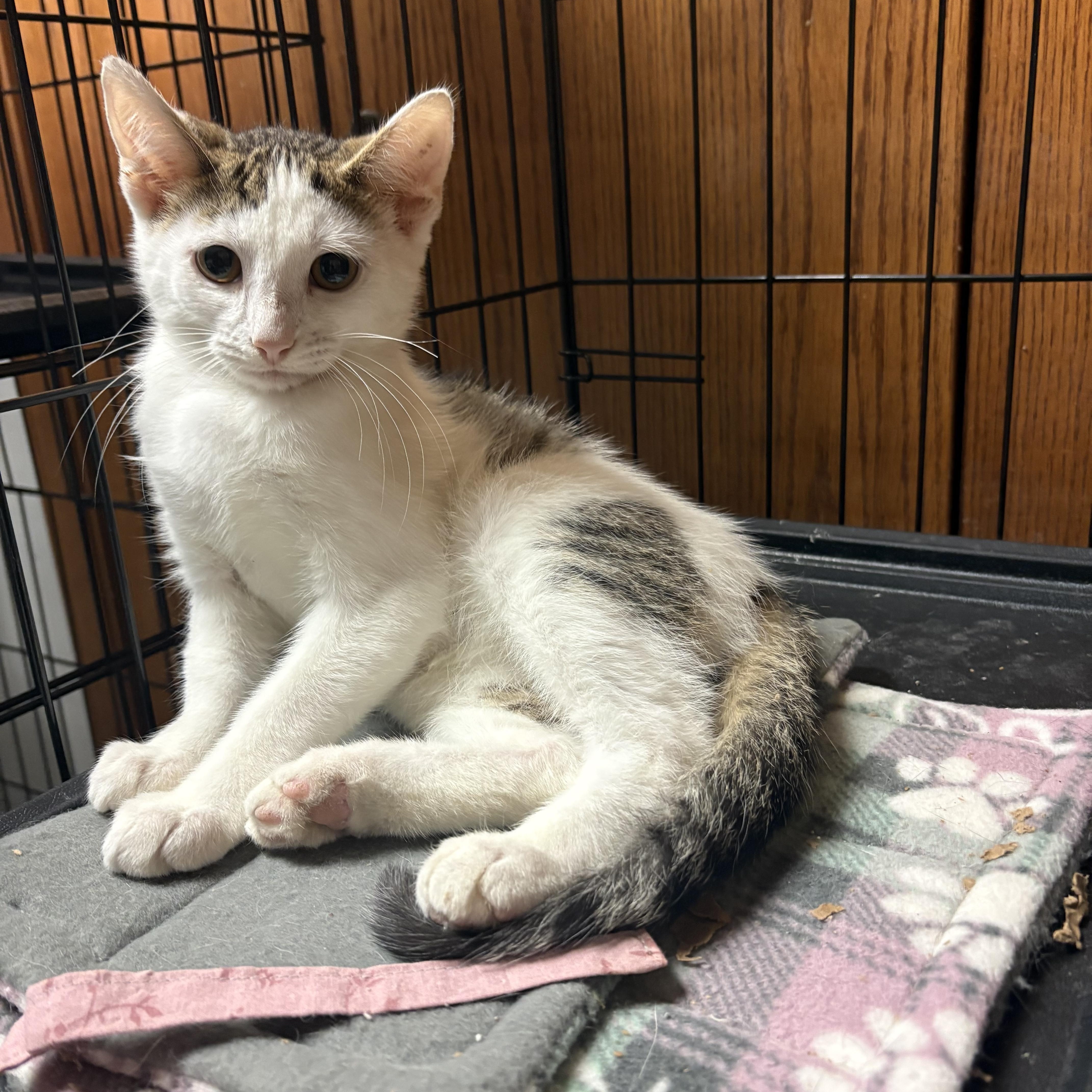 Elmo, ADOPTABLE, Kitten Female Domestic Short Hair.