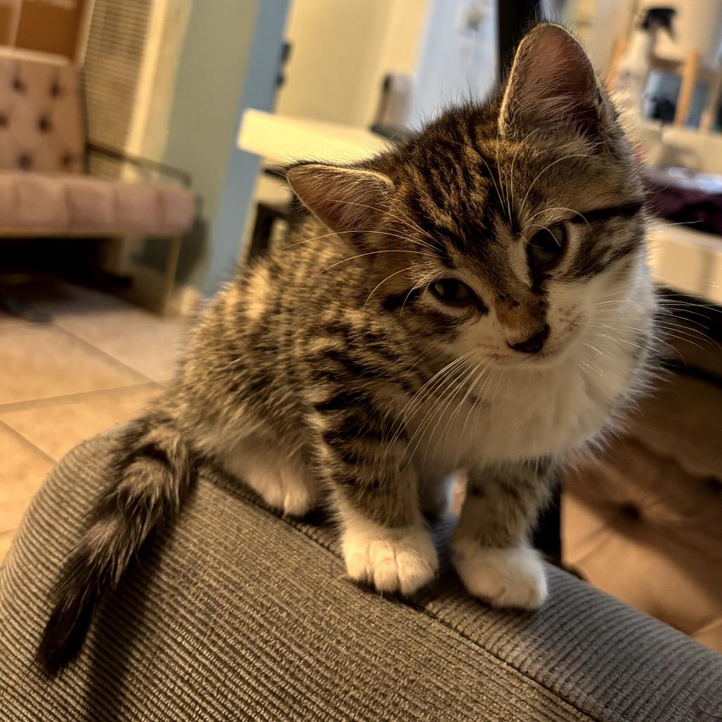 Enlarge Mackerel, a Adoptable Domestic Short Hair in Pacific Palisades, CA image 1/1