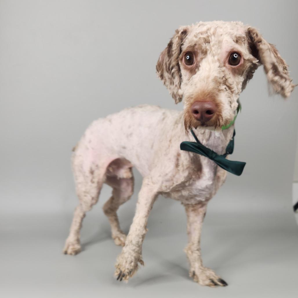 Enlarge Rib Tibs, a Adoptable Poodle in Fort Wayne, IN image 1/5