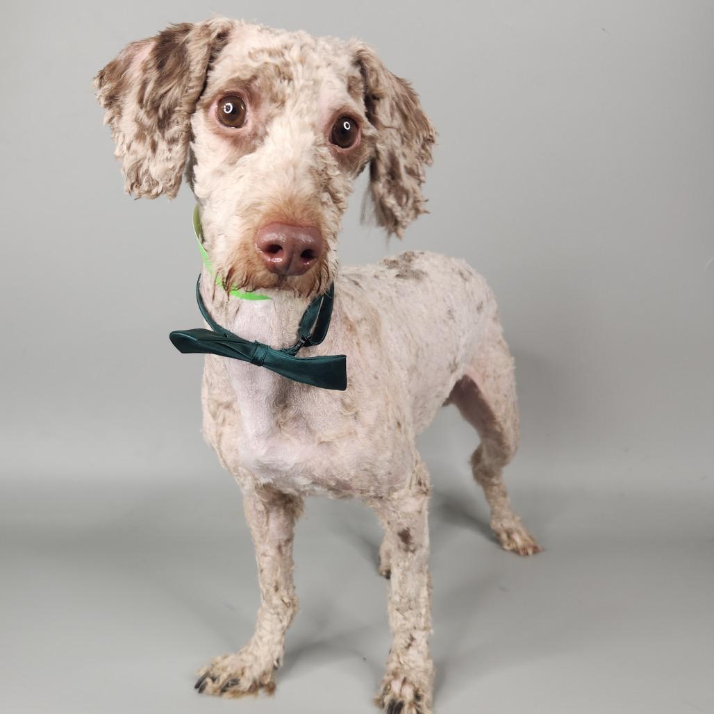 Enlarge Rib Tibs, a Adoptable Poodle in Fort Wayne, IN image 2/5