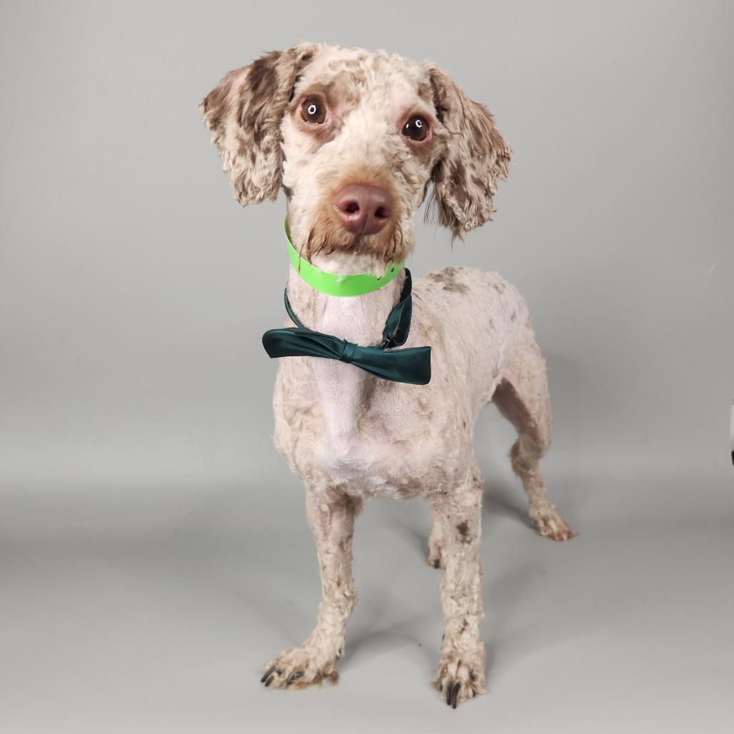 Enlarge Rib Tibs, a Adoptable Poodle in Fort Wayne, IN image 3/5