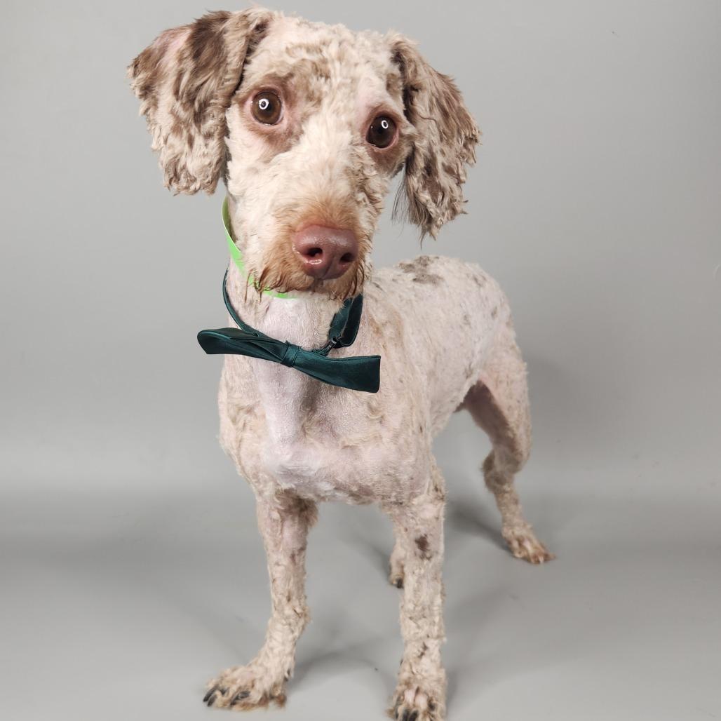 Enlarge Rib Tibs, a Adoptable Poodle in Fort Wayne, IN image 4/5