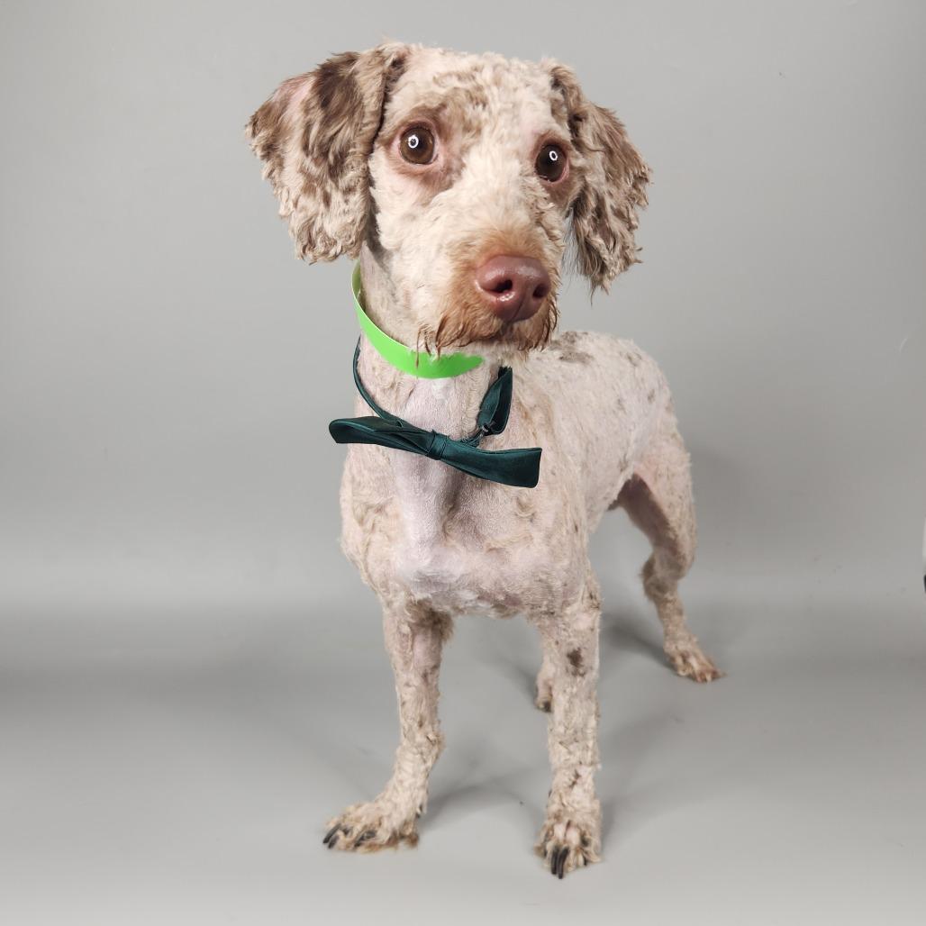 Enlarge Rib Tibs, a Adoptable Poodle in Fort Wayne, IN image 5/5