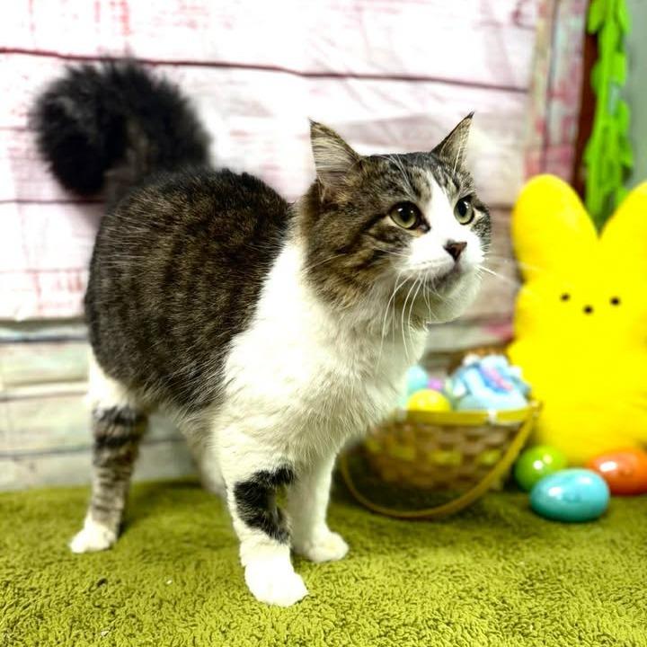 Enlarge Harry, a Adoptable Domestic Medium Hair in Lebanon, MO image 1/1