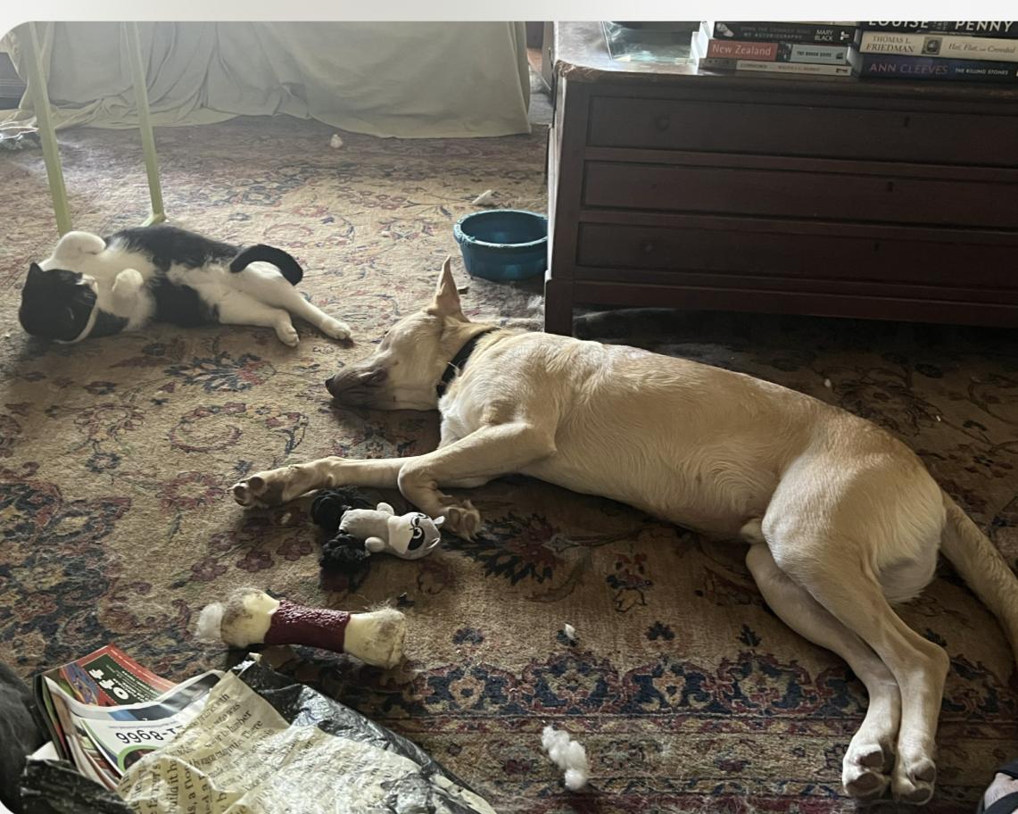 Tyler, a Adoptable mixed breed image 4/6