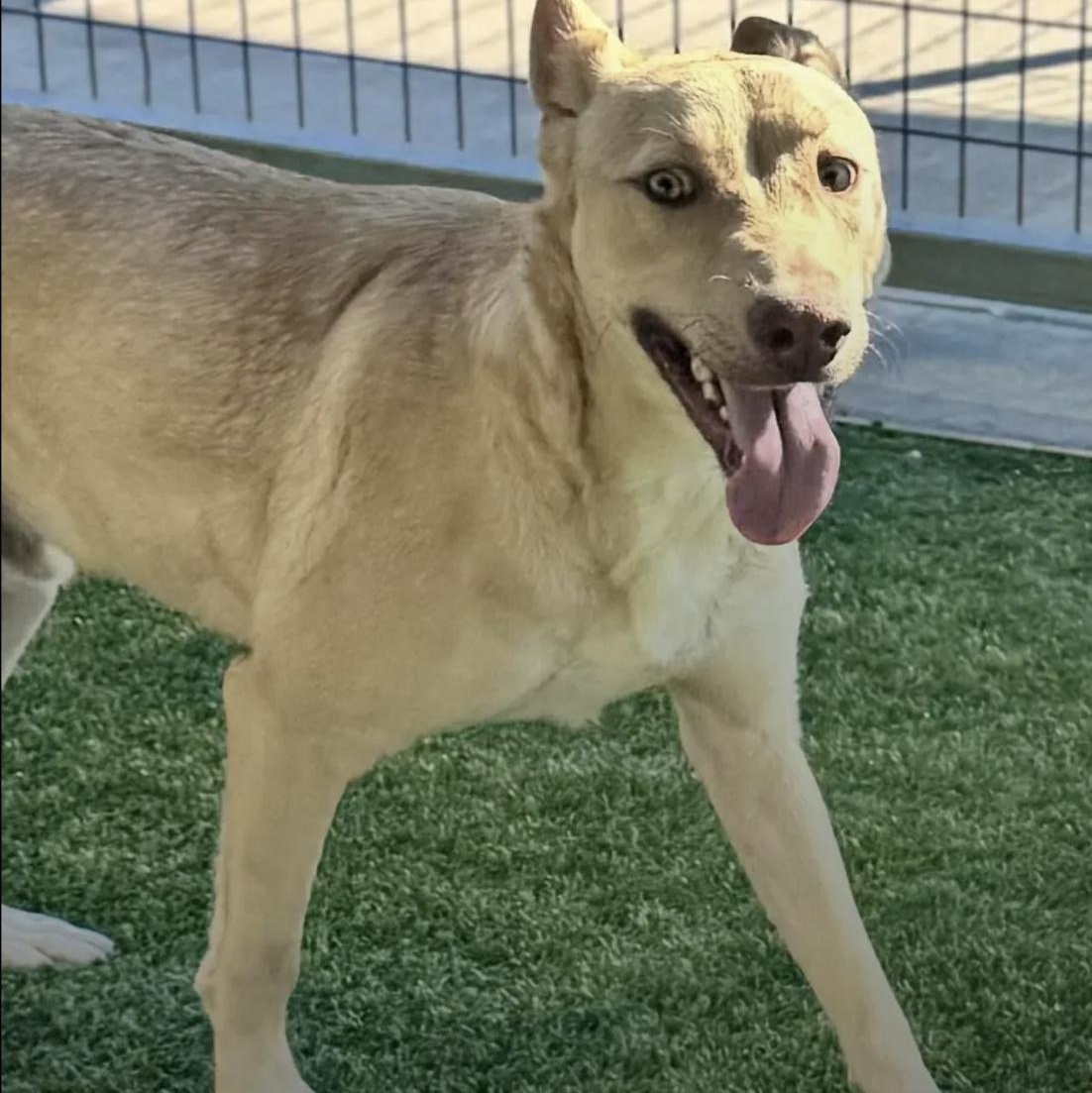 Tyler, a Adoptable mixed breed image 5/6