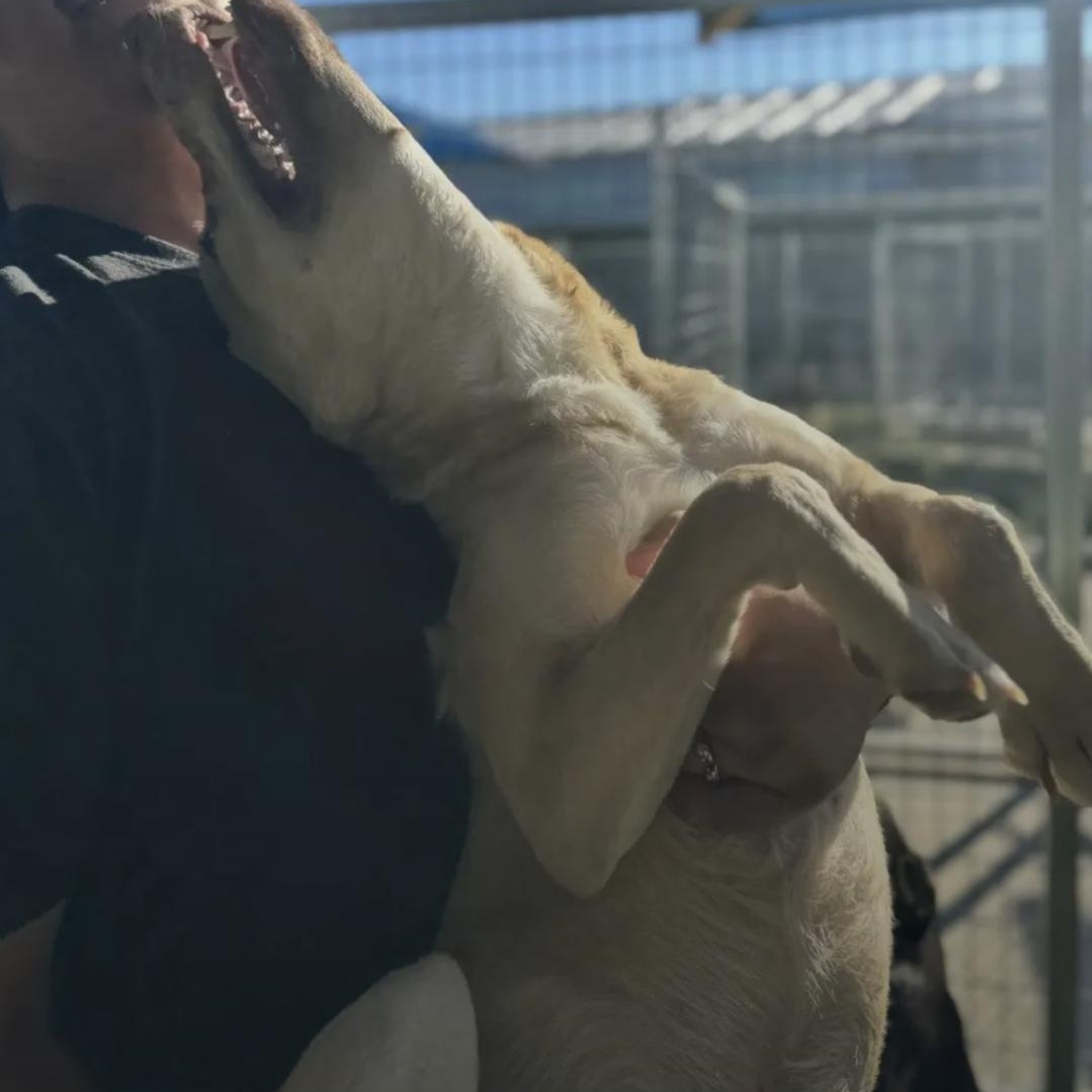 Tyler, a Adoptable mixed breed image 6/6