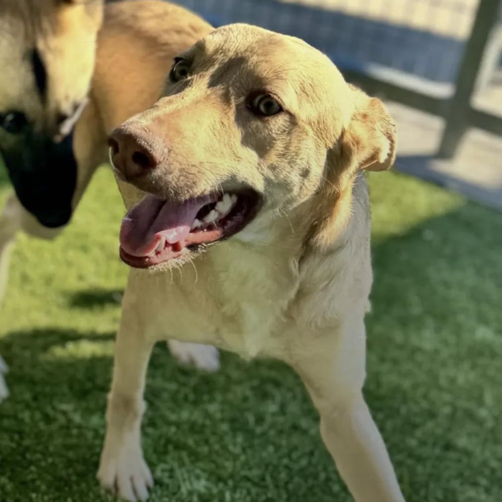 Tyler, a Adoptable mixed breed image 2/6