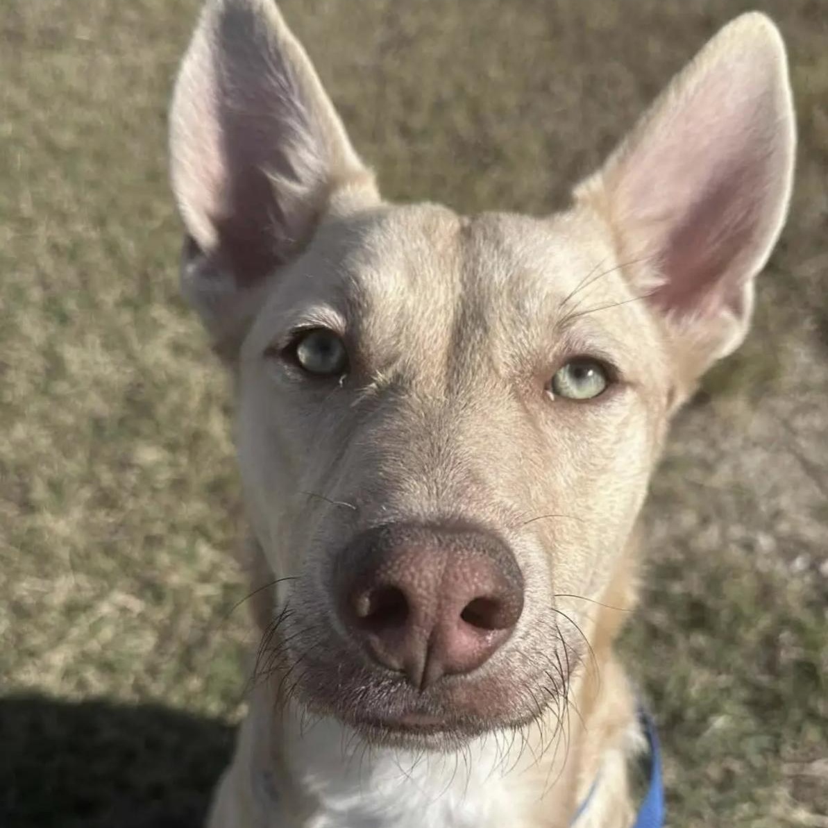 Tyler, a Adoptable mixed breed image 1/6