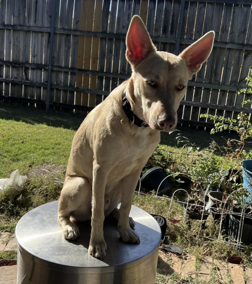 Tyler, a Adoptable mixed breed image 3/6