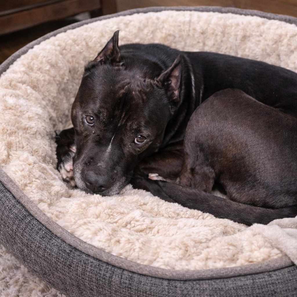 Enlarge Bruce – Smart, Handsome and Loves to Cuddle!! (Fostered in Claremont, NH), a Adoptable mixed breed in East Hartford, CT image 2/4