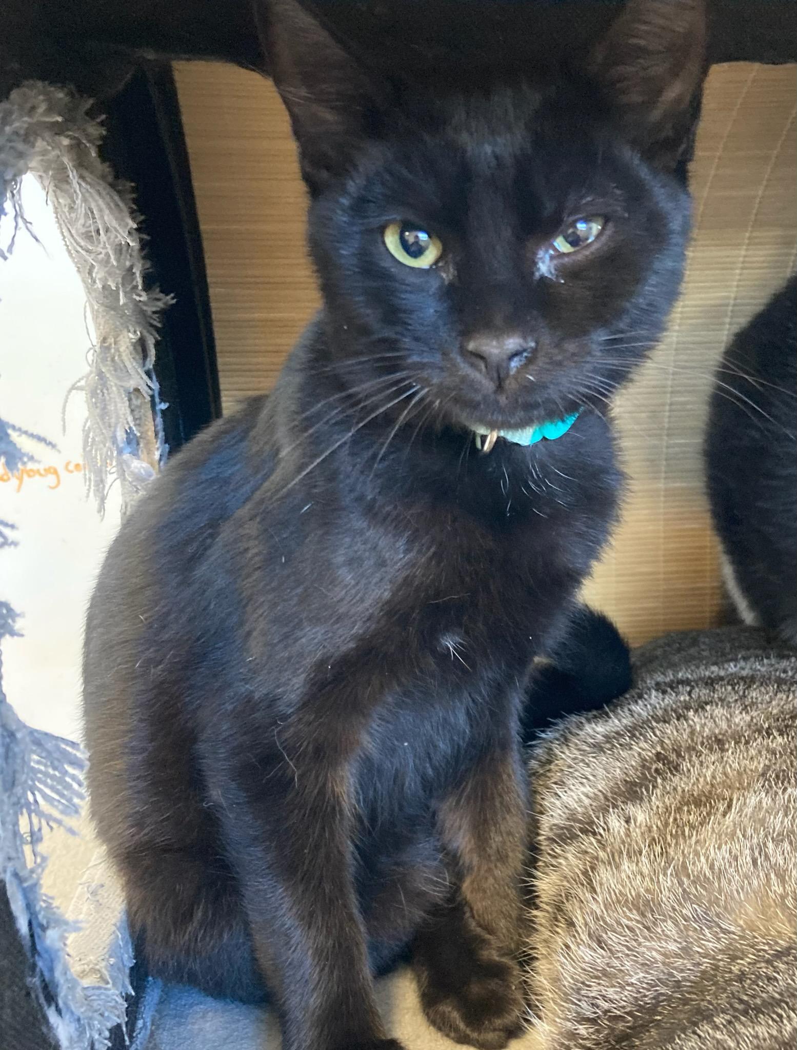 Licorice, ADOPTABLE, Kitten Male Domestic Short Hair.