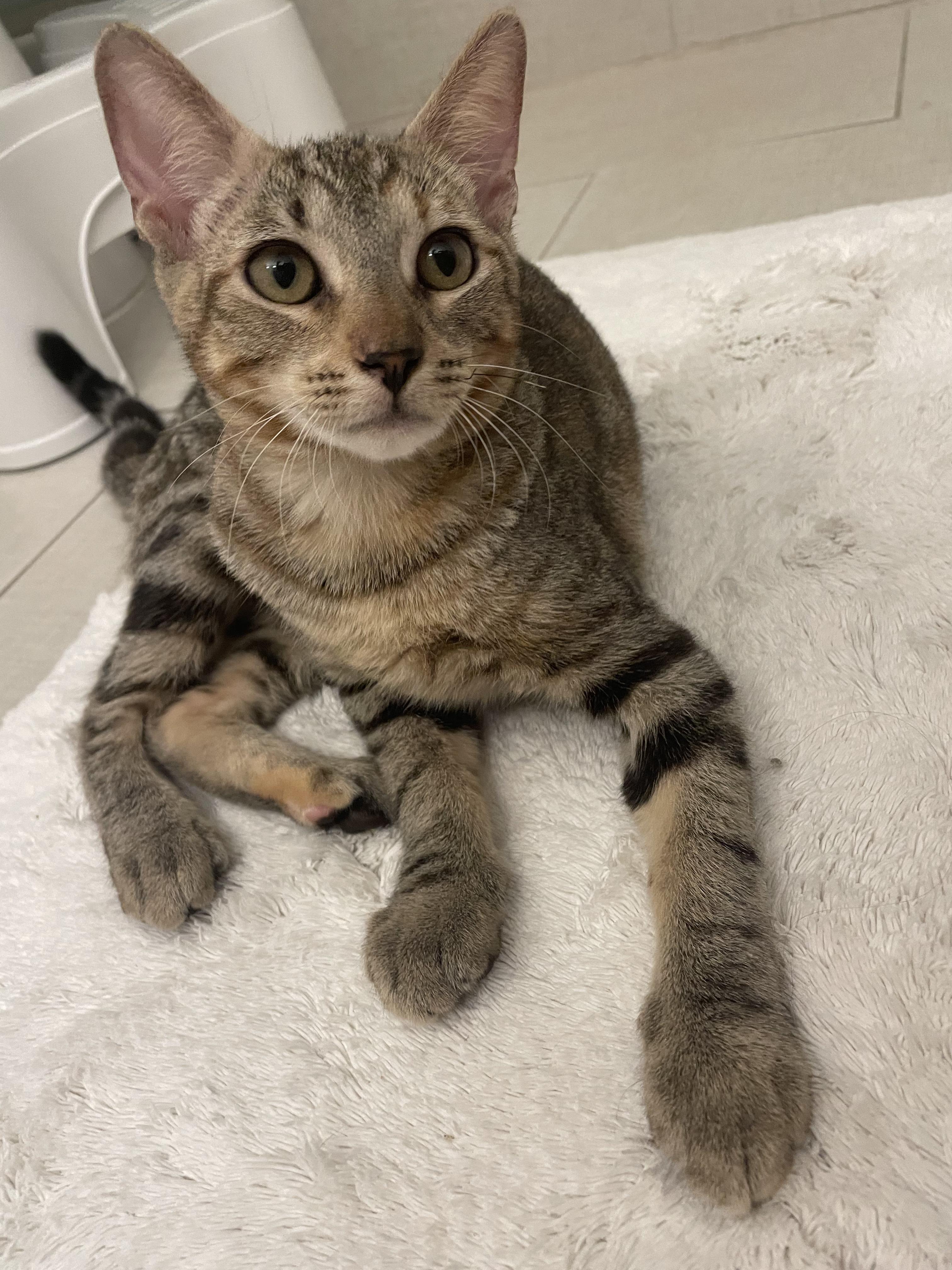 Ducky, a Adopted Domestic Short Hair in Aiea, HI image 2/4