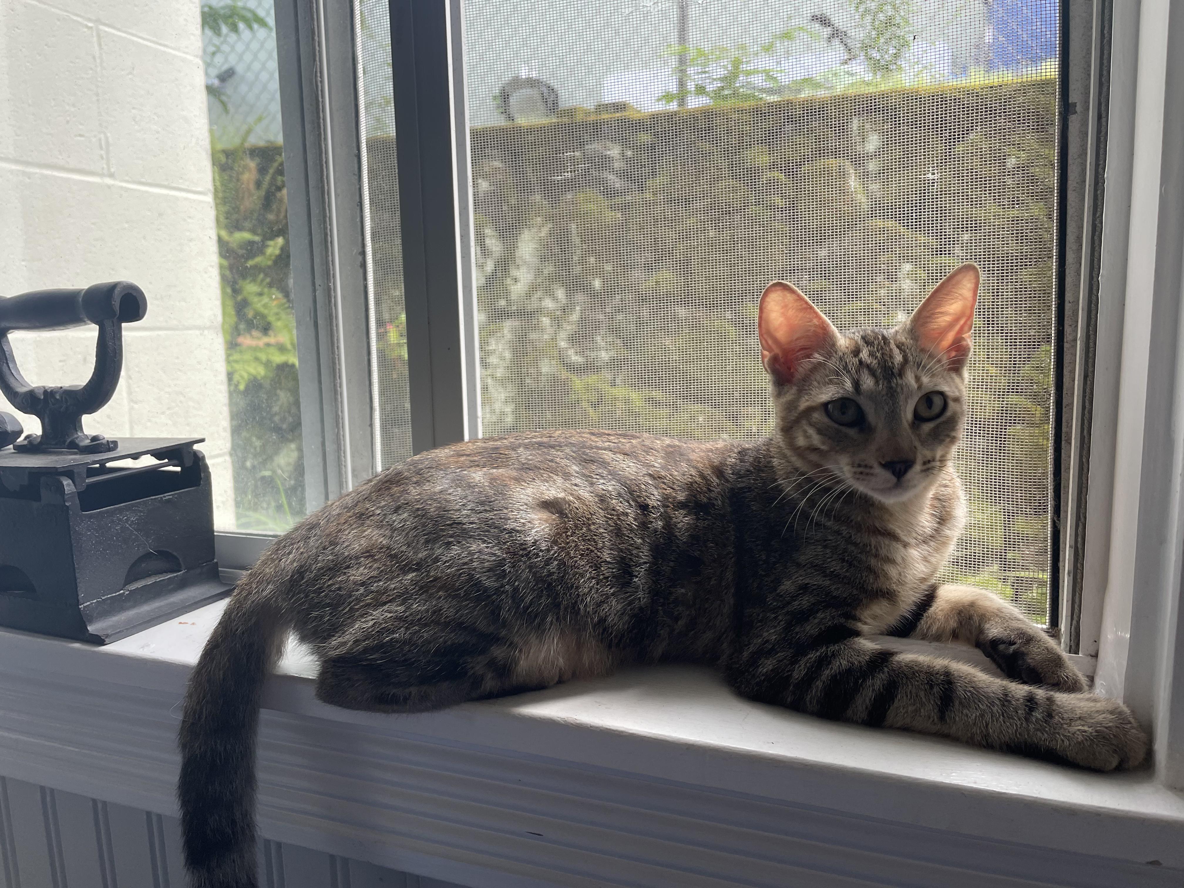 Ducky, a Adopted Domestic Short Hair in Aiea, HI image 3/4