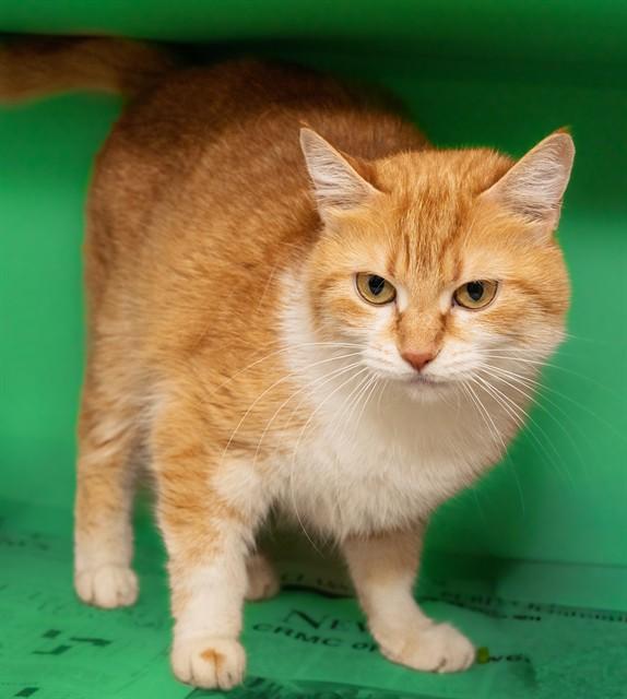 TABITHA, Adoptable, Adult Female Domestic Short Hair & Domestic Short Hair.