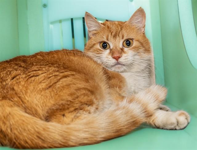 Enlarge TABITHA, a Adoptable mixed breed in Cookeville, TN image 1/1