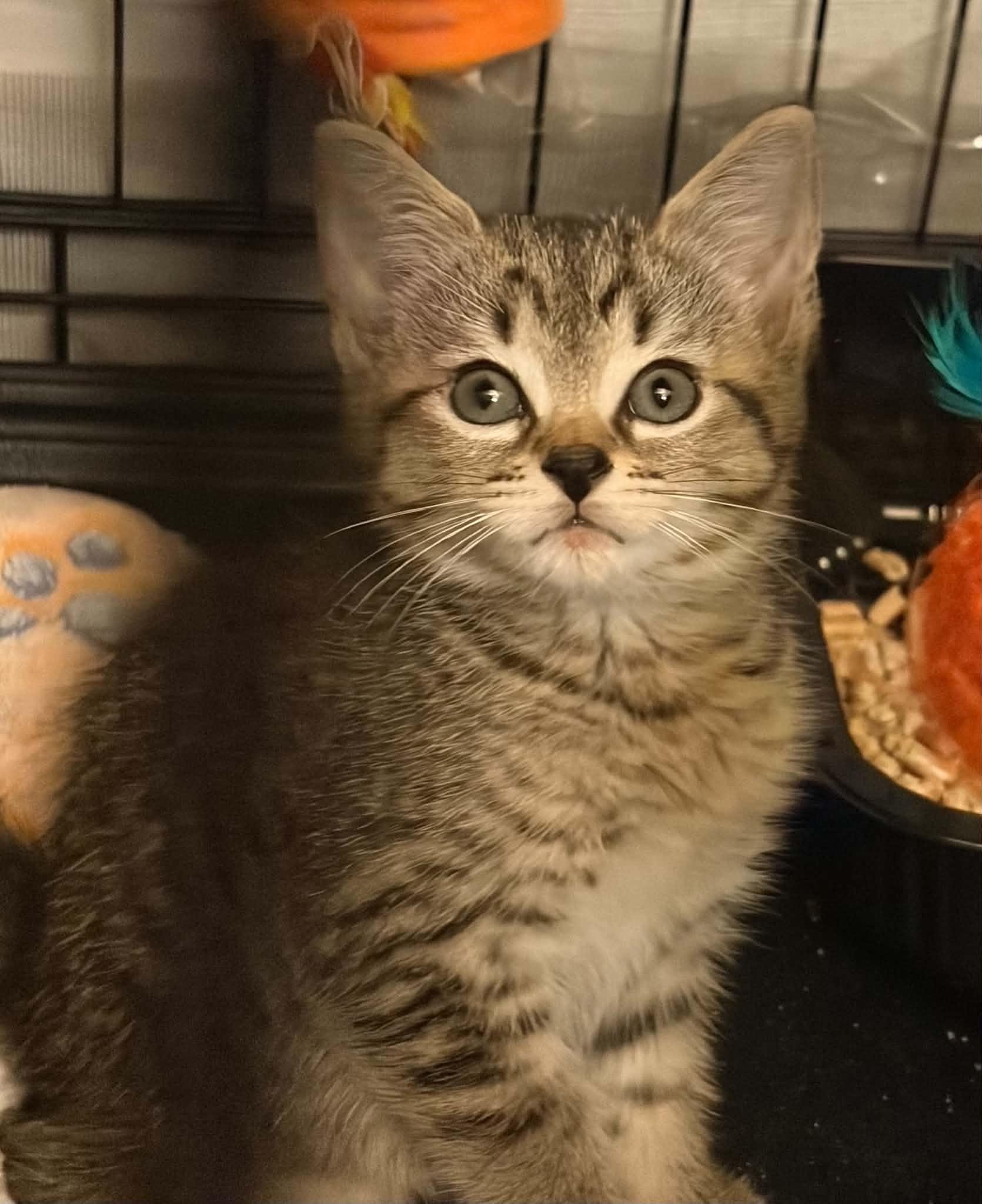 Sneezy, Adoptable, Kitten Male Domestic Short Hair.