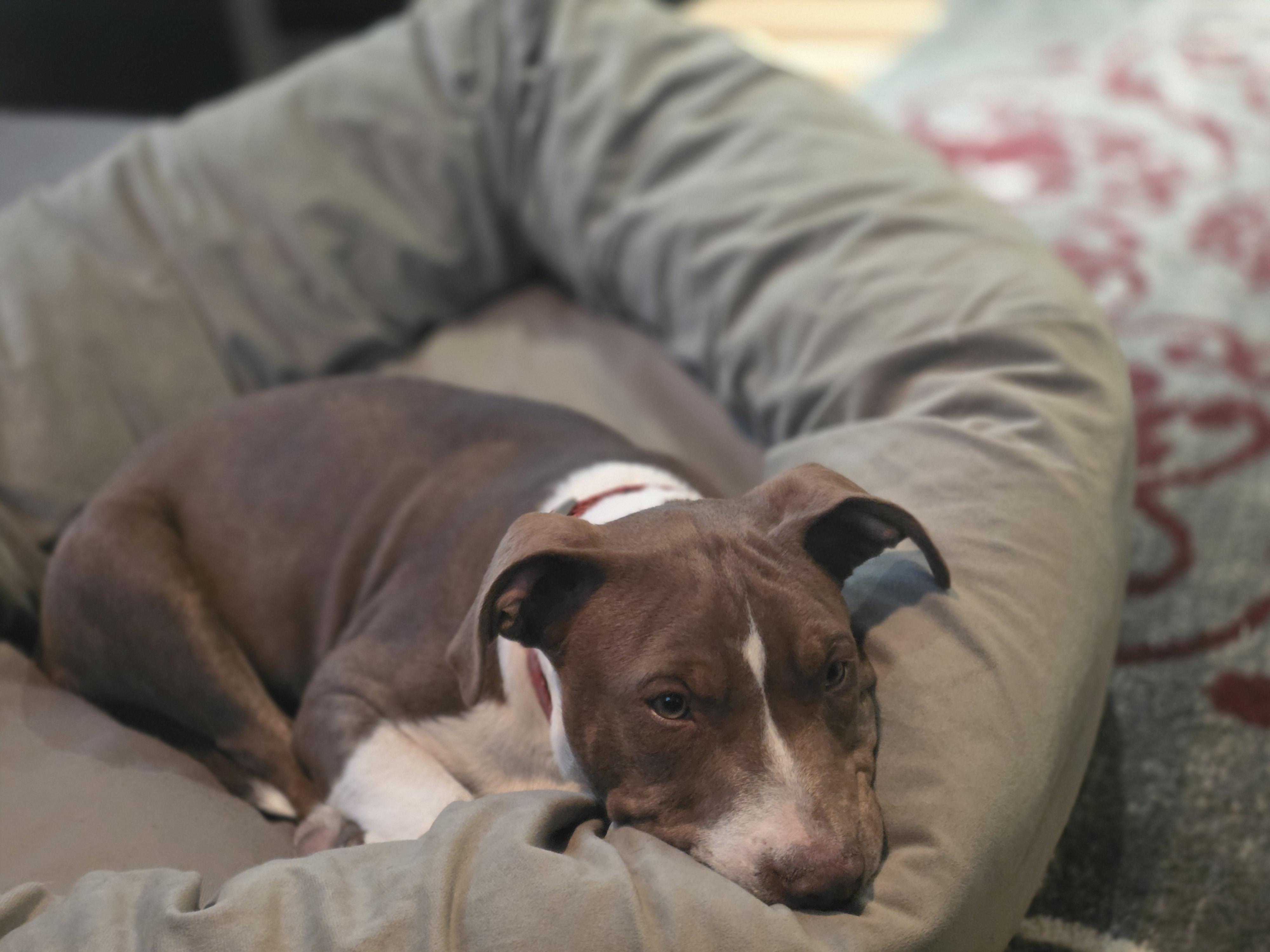 Enlarge Rivian, an adopted mixed breed in Blue Bell, PA image 4/5