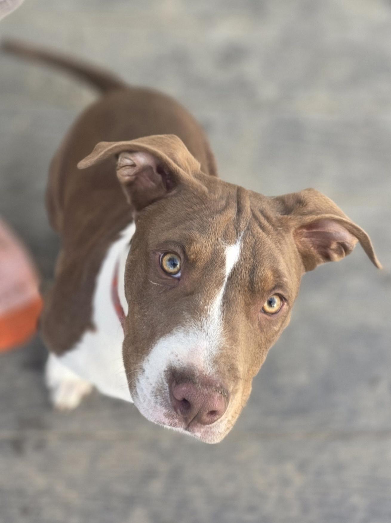 Enlarge Rivian, an adopted mixed breed in Blue Bell, PA image 3/5