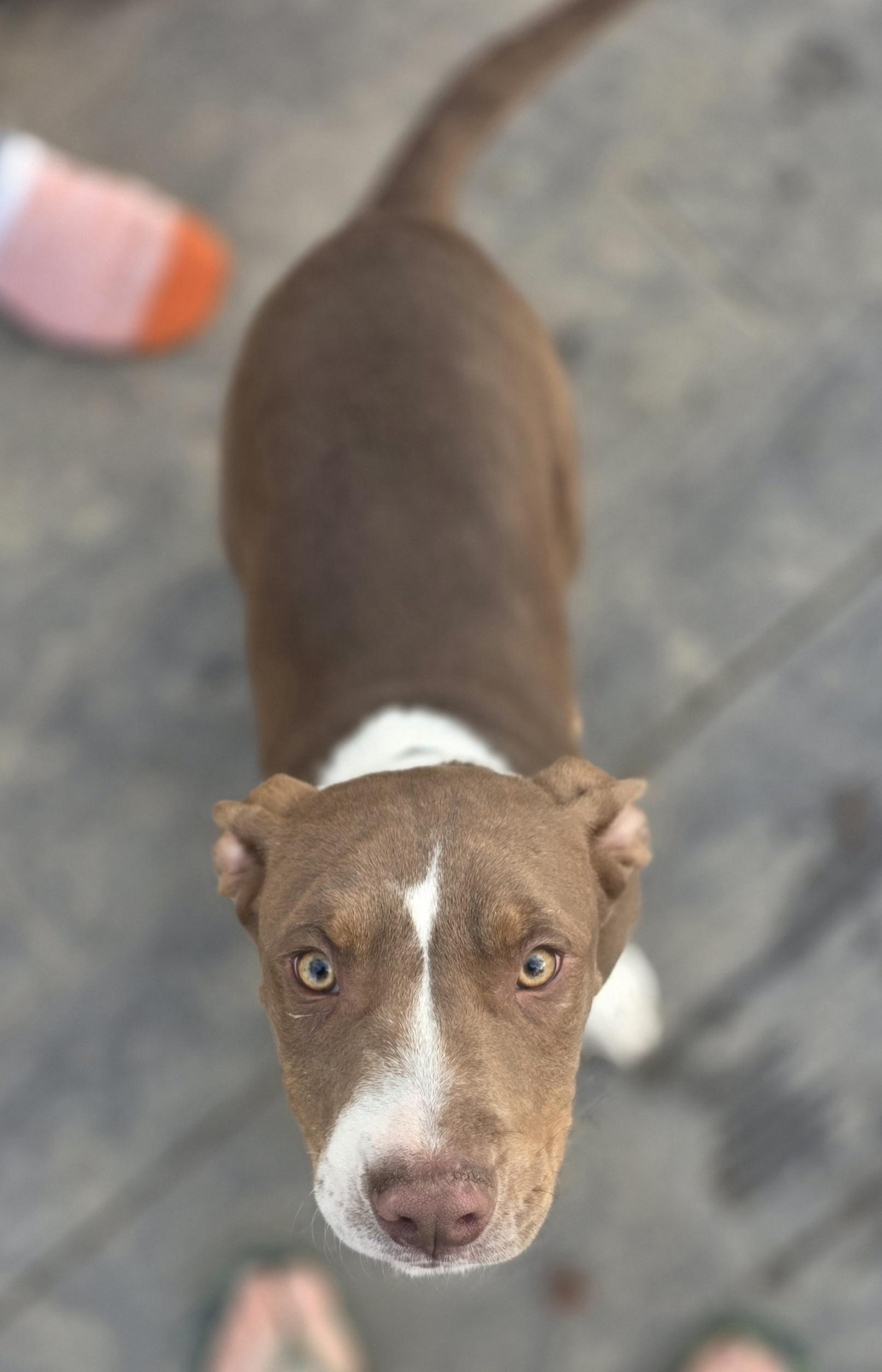 Rivian, adopted, Puppy Male Pit Bull Terrier.