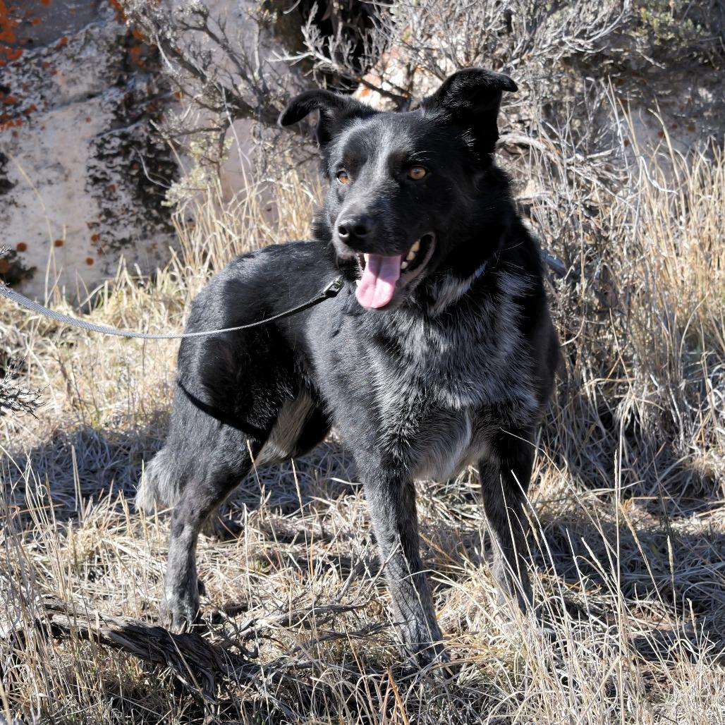 Oreo, Adoptable, Adult Male Border Collie & Cattle Dog.
