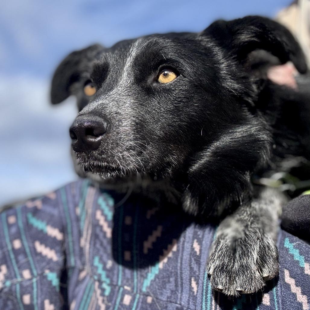 Oreo, a Adoptable mixed breed in Glenwood Springs, CO image 2/5