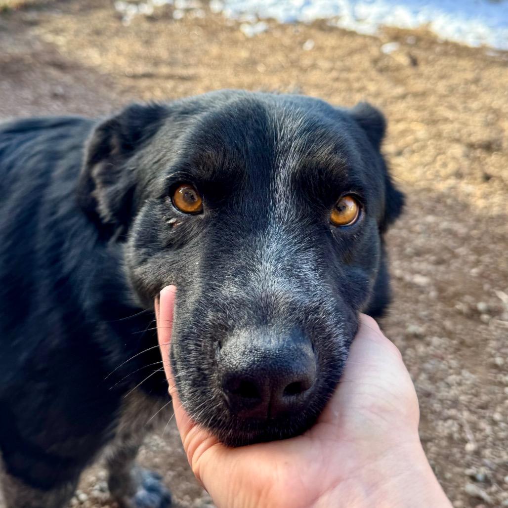 Enlarge Oreo, a Adoptable mixed breed in Glenwood Springs, CO image 2/5