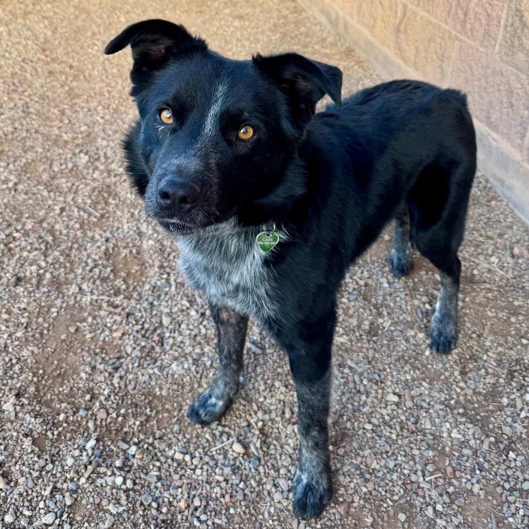Enlarge Oreo, a Adoptable mixed breed in Glenwood Springs, CO image 3/5