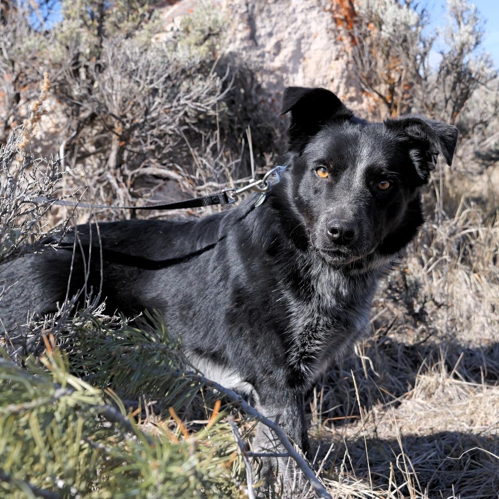 Enlarge Oreo, a Adoptable mixed breed in Glenwood Springs, CO image 4/5