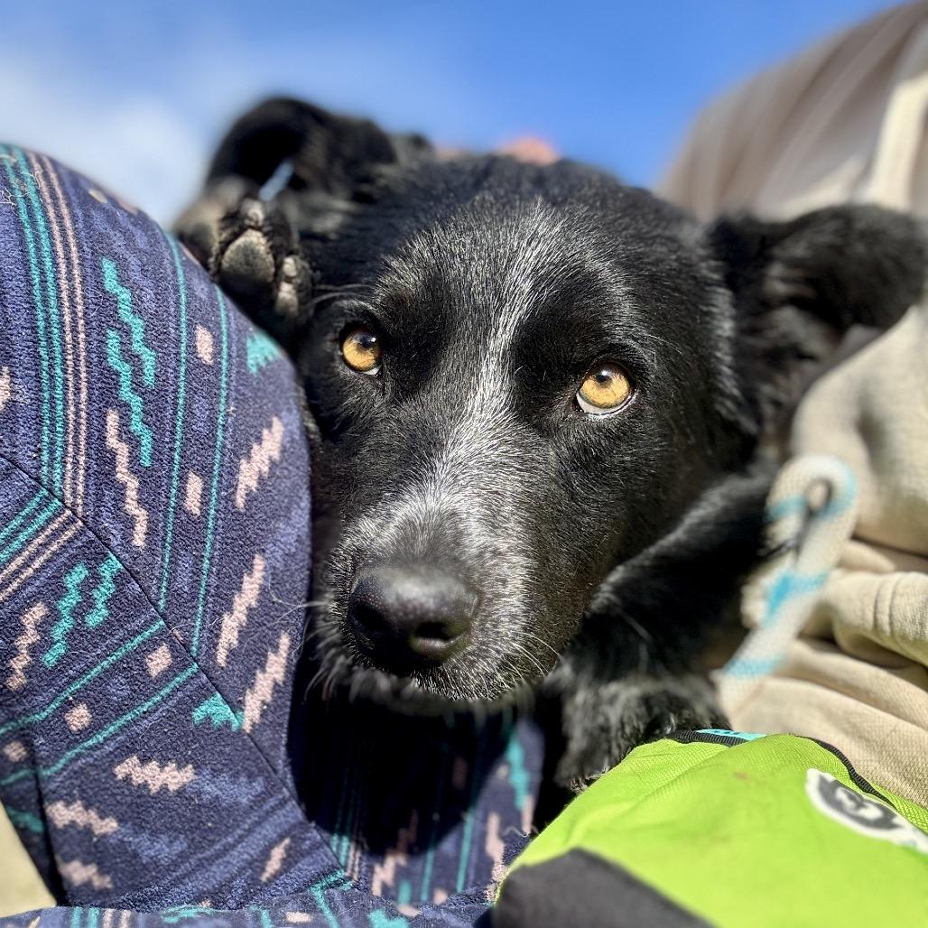 Oreo, a Adoptable mixed breed in Glenwood Springs, CO image 4/5