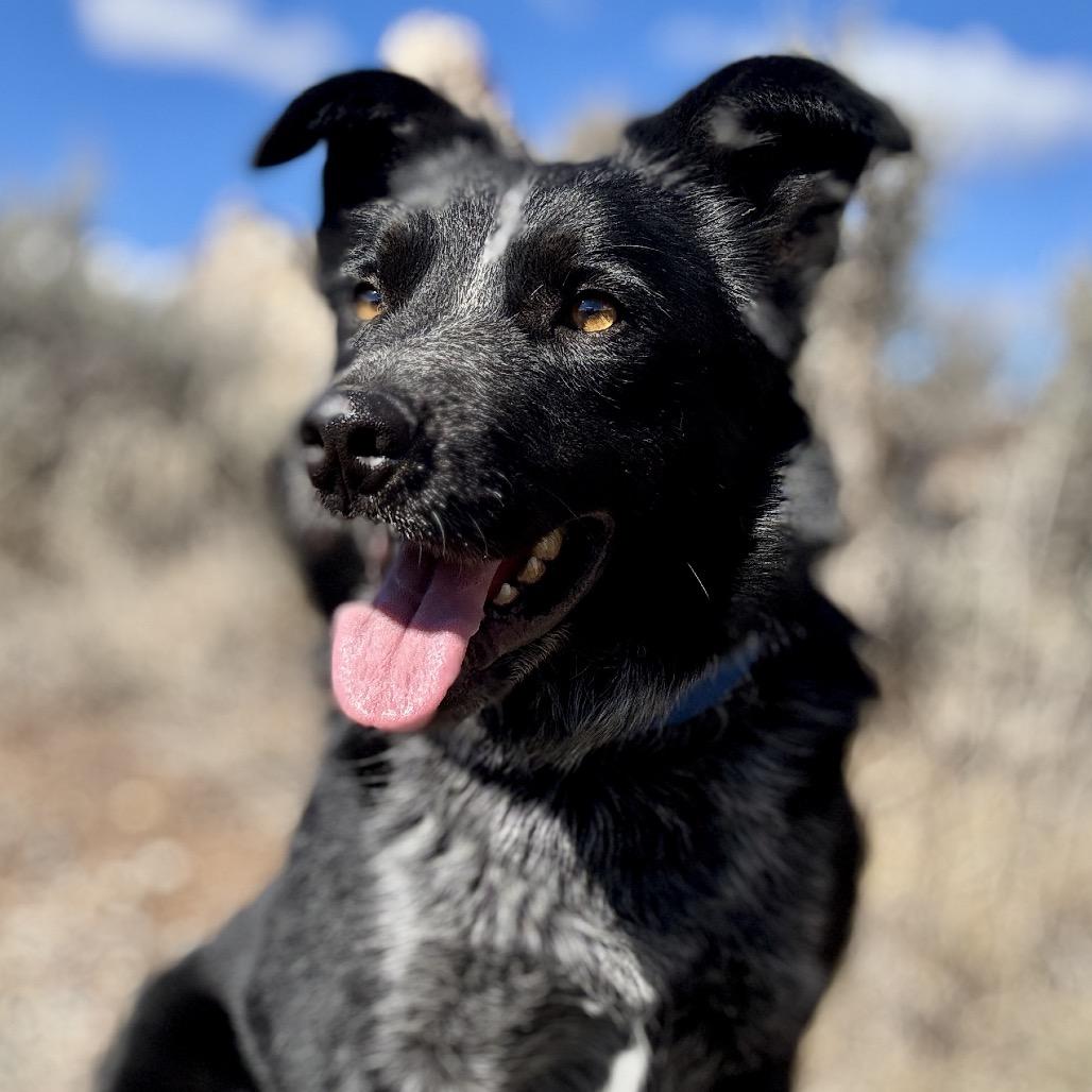 Enlarge Oreo, a Adoptable mixed breed in Glenwood Springs, CO image 5/5