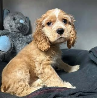 Enlarge Sean, an adopted Cocker Spaniel in Freeport, NY image 2/6