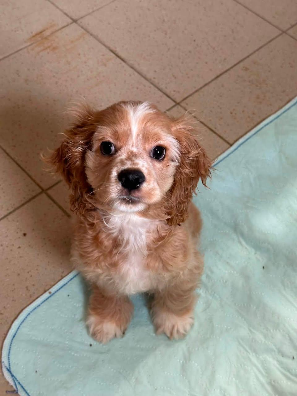 Enlarge Sean, an adopted Cocker Spaniel in Freeport, NY image 5/6