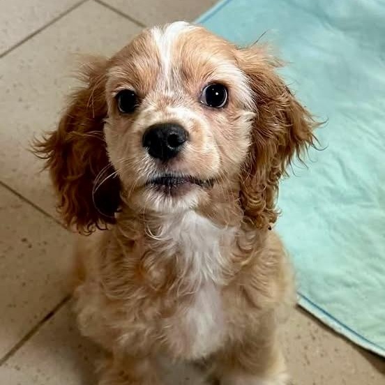 Sean, adopted, Puppy Male Cocker Spaniel.