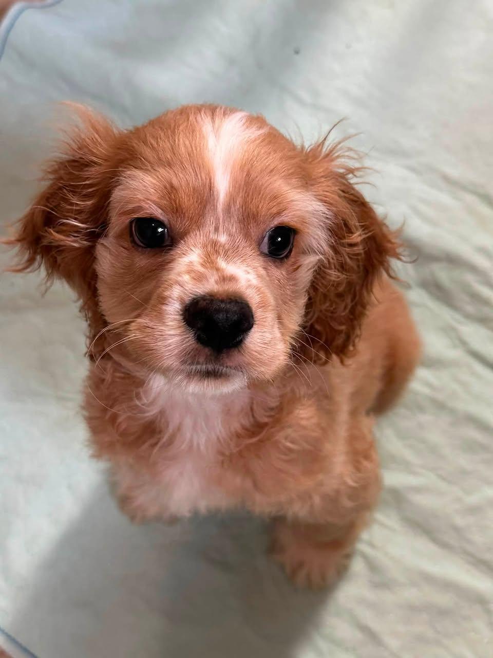Enlarge Sean, an adopted Cocker Spaniel in Freeport, NY image 4/6