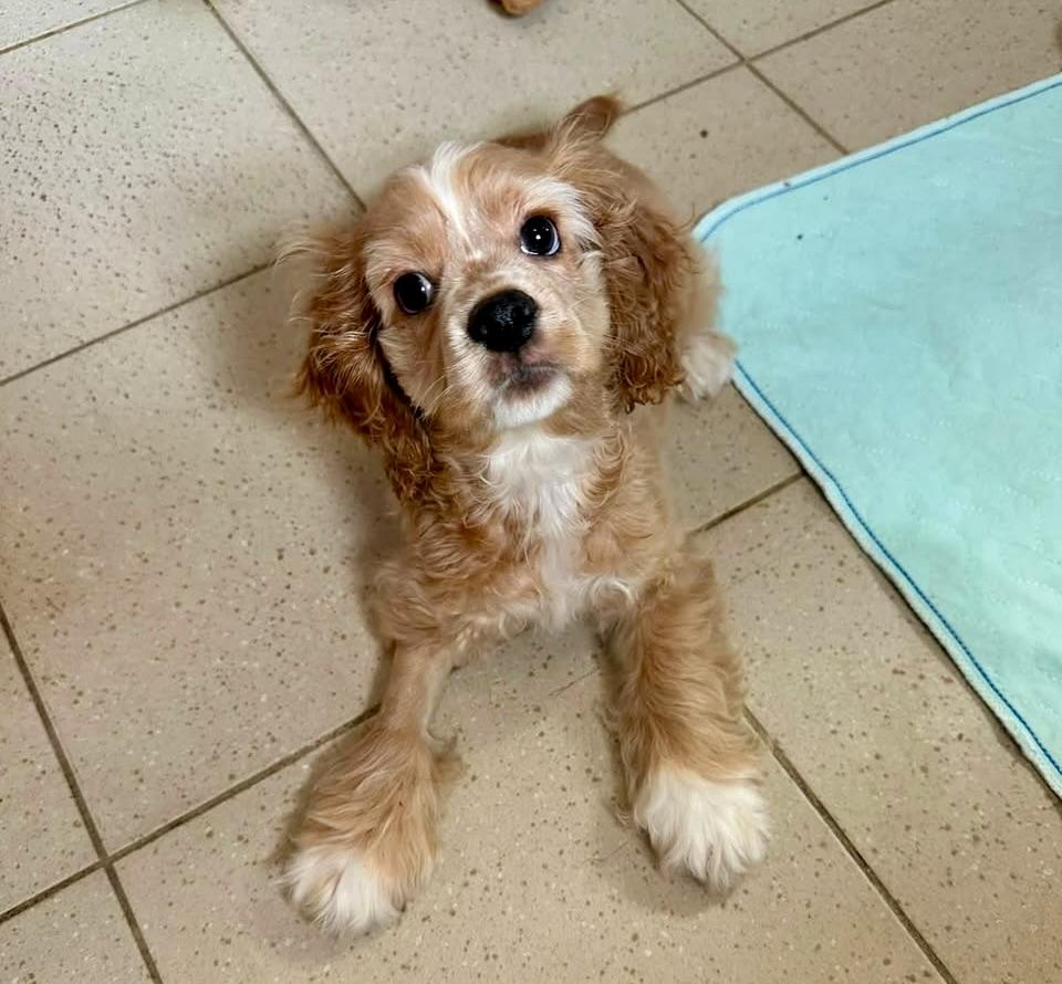 Enlarge Sean, an adopted Cocker Spaniel in Freeport, NY image 6/6