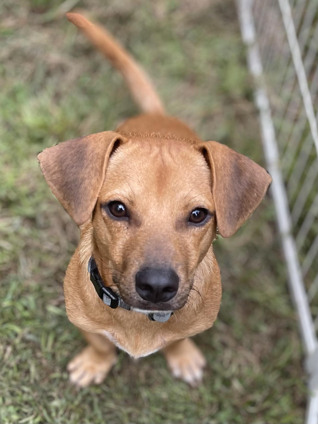 Enlarge Roy, a Adopted mixed breed in Ridgefield, CT image 1/6