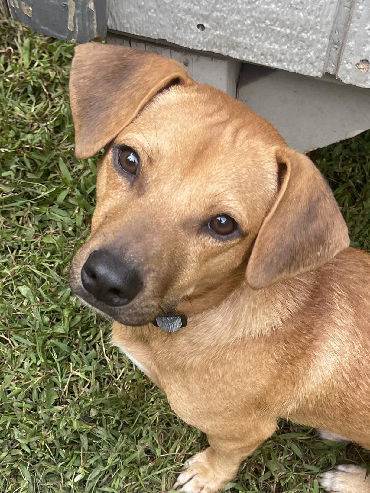 Enlarge Roy, a Adopted mixed breed in Ridgefield, CT image 2/6
