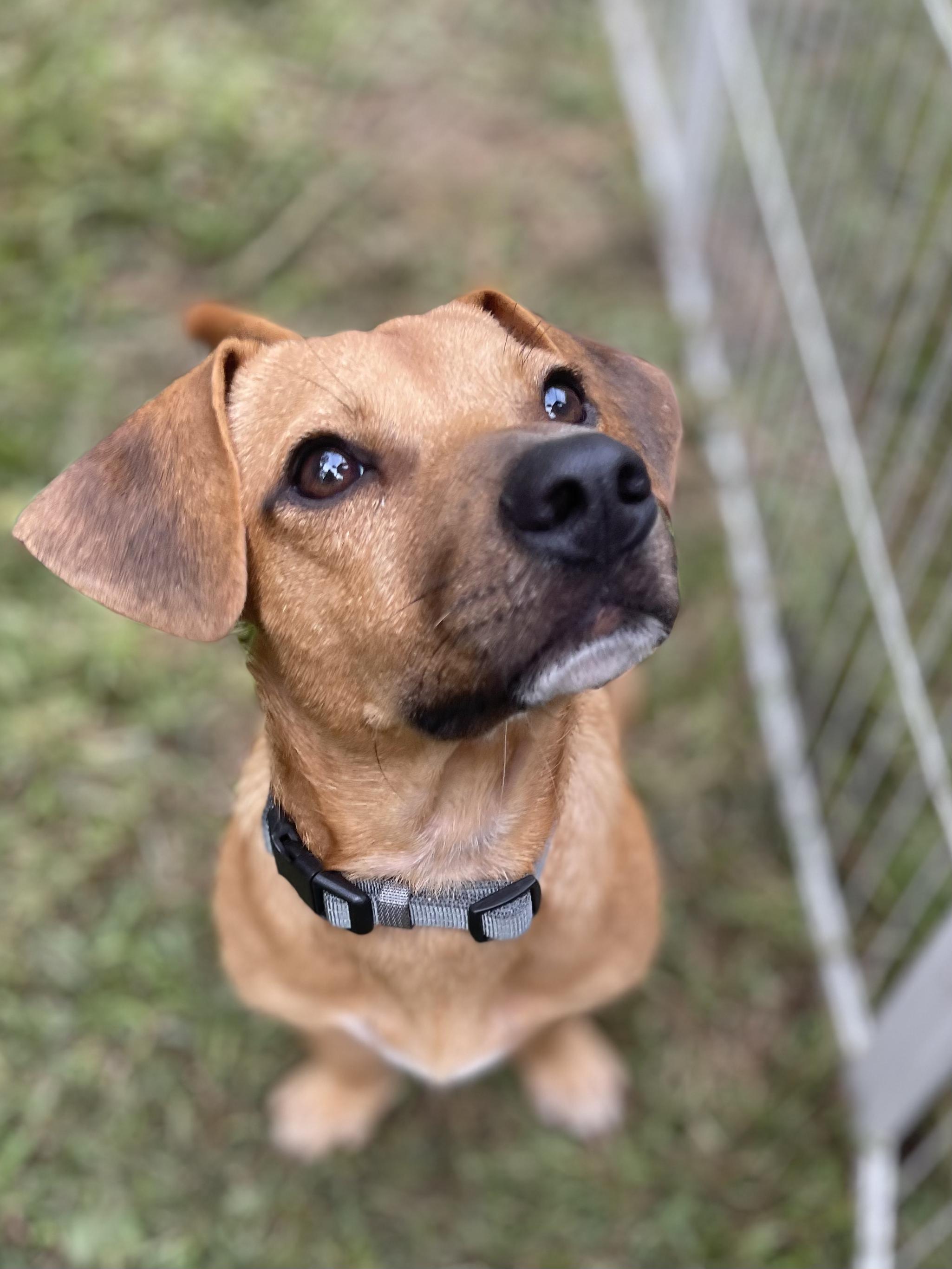 Enlarge Roy, a Adopted mixed breed in Ridgefield, CT image 3/6