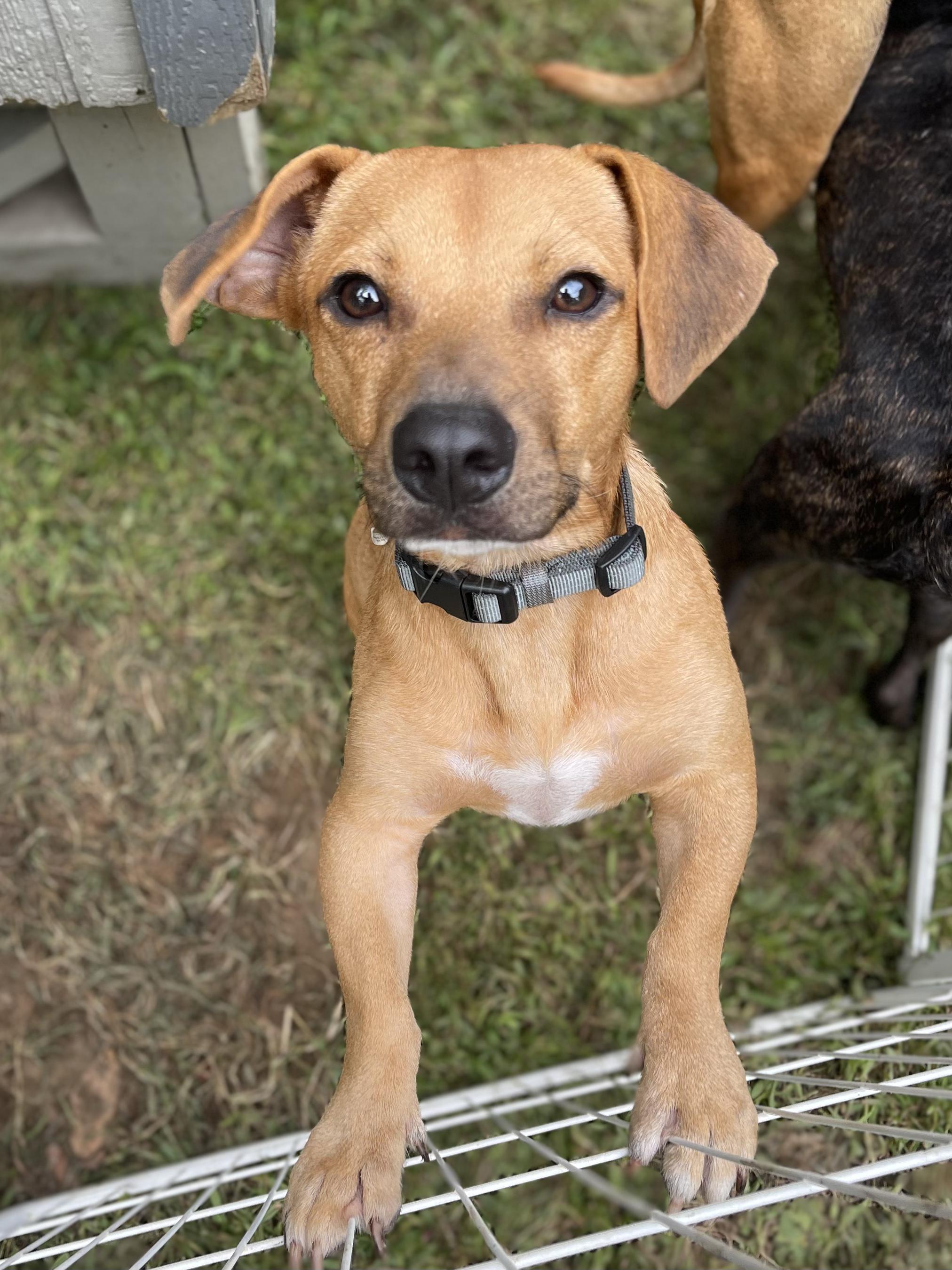Enlarge Roy, a Adopted mixed breed in Ridgefield, CT image 5/6