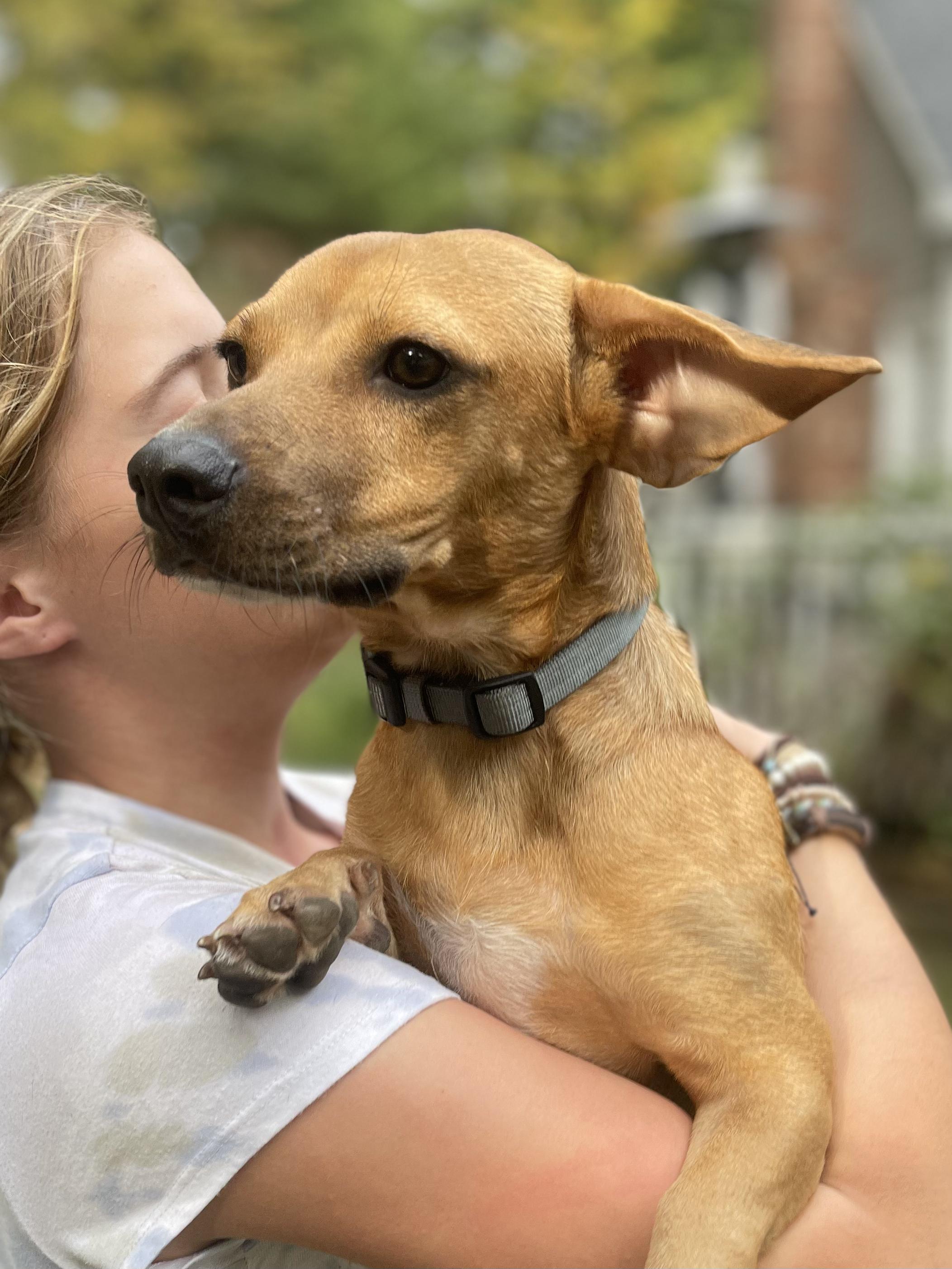 Enlarge Roy, a Adopted mixed breed in Ridgefield, CT image 6/6