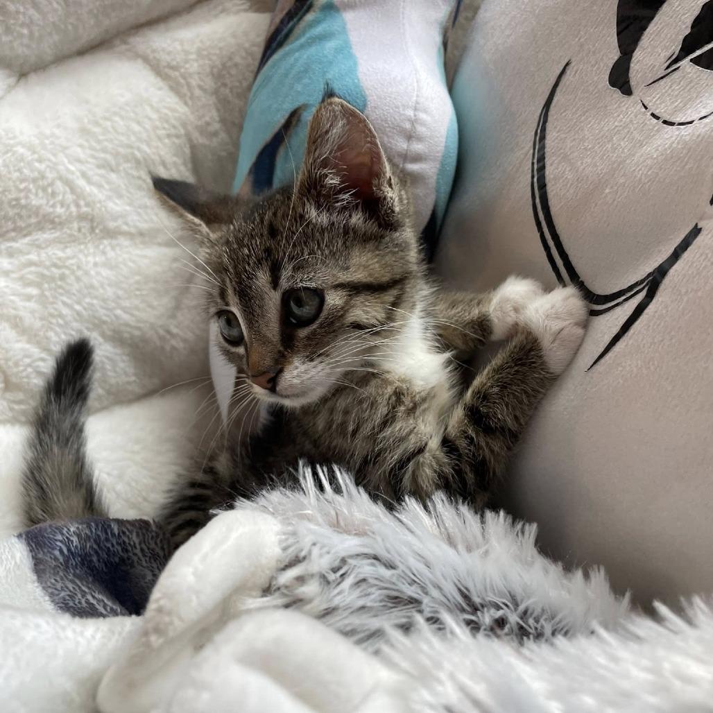Poppy, Adoptable, Kitten Female Domestic Short Hair.