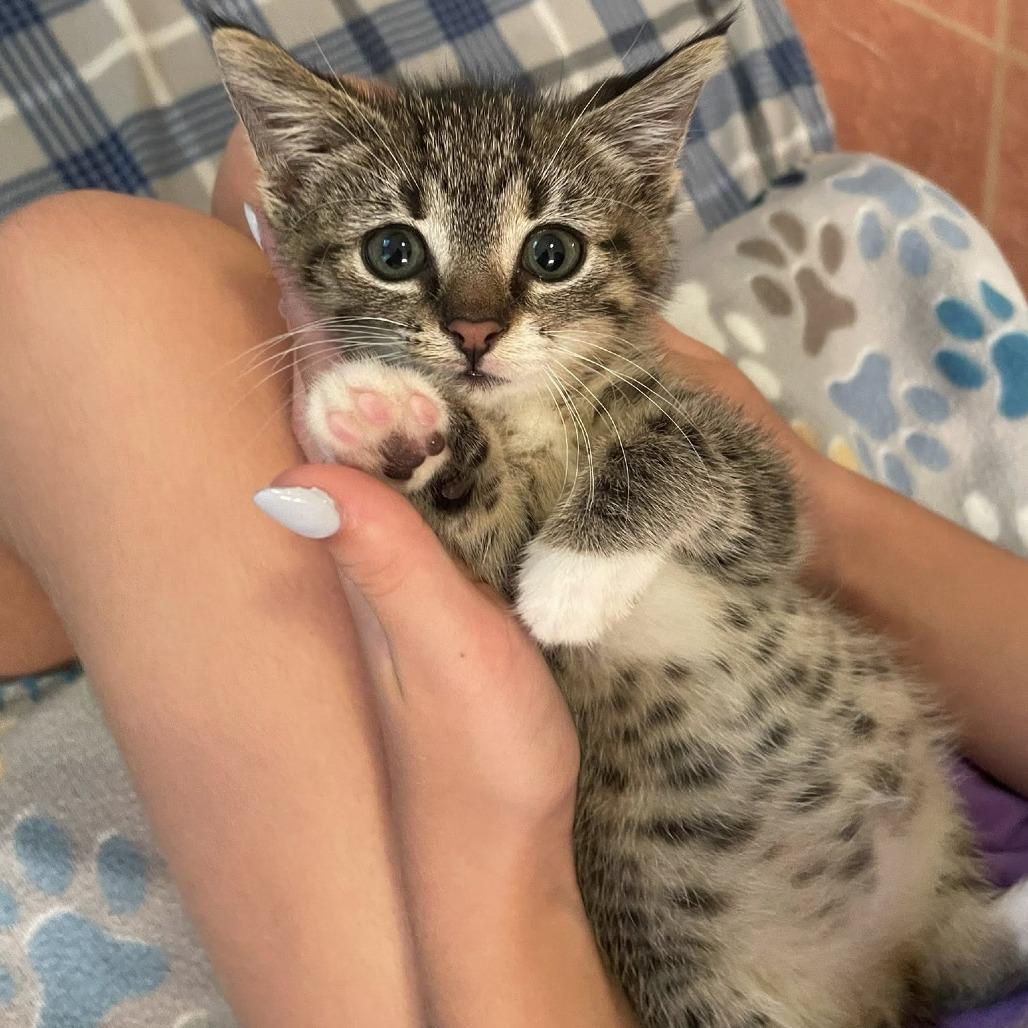 Enlarge Poppy, a Adoptable Domestic Short Hair in La Grange, KY image 2/6