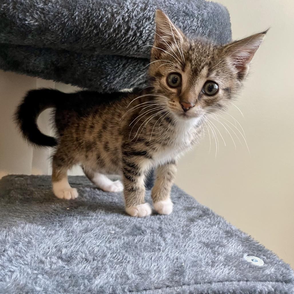 Enlarge Poppy, a Adoptable Domestic Short Hair in La Grange, KY image 3/6