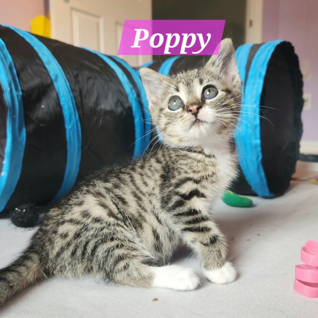 Enlarge Poppy, a Adoptable Domestic Short Hair in La Grange, KY image 4/6
