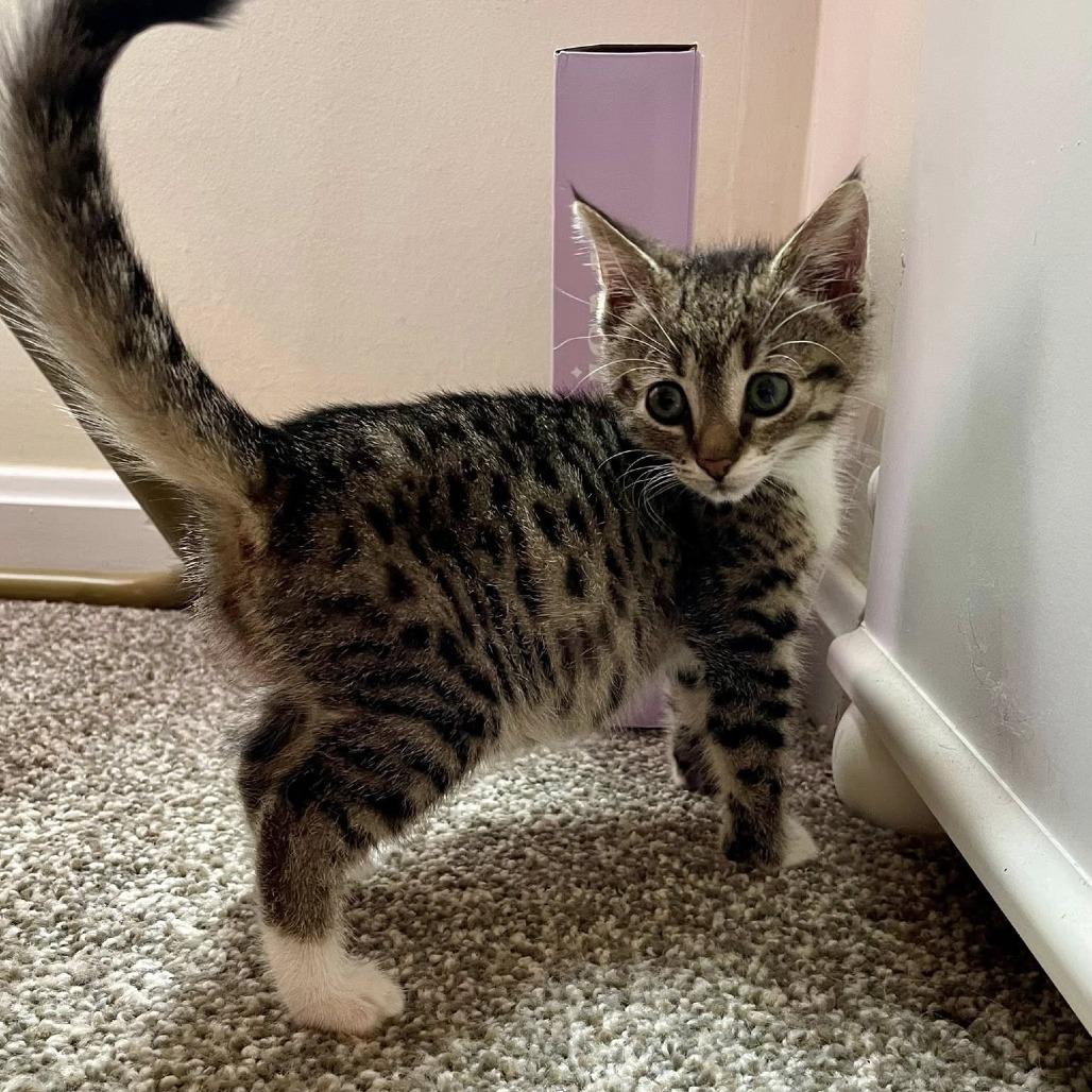 Enlarge Poppy, a Adoptable Domestic Short Hair in La Grange, KY image 5/6