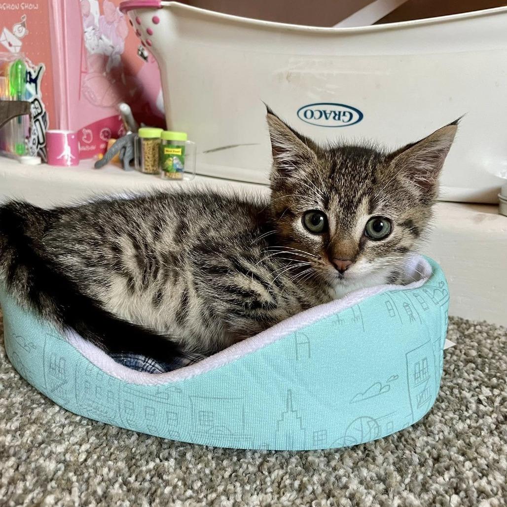 Enlarge Poppy, a Adoptable Domestic Short Hair in La Grange, KY image 6/6